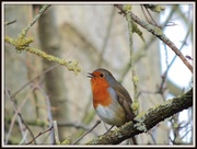 17th Feb 2013 - Oh dear - another robin