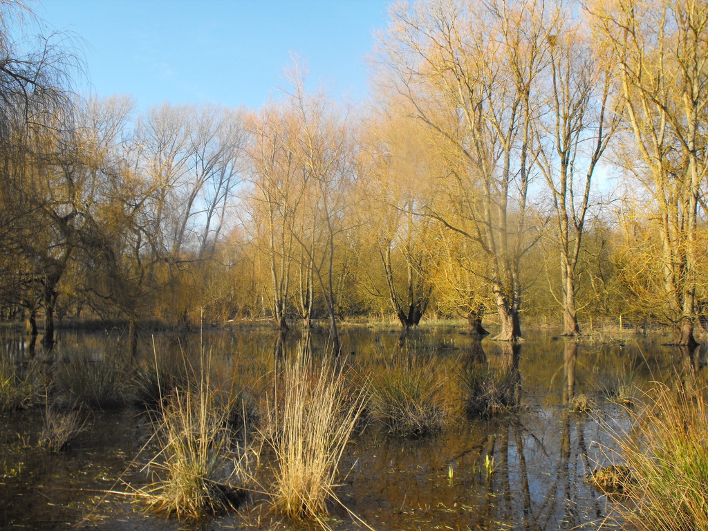 Wetland reserve... by snowy