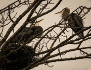 17th Feb 2013 - herons nesting