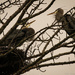 herons nesting by jgpittenger