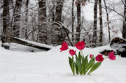 17th Feb 2013 - Bring on spring