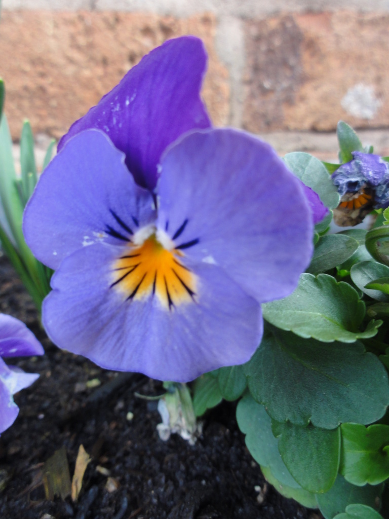 The Pansy by beryl