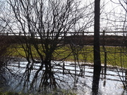 17th Feb 2013 - Reflection in a Puddle