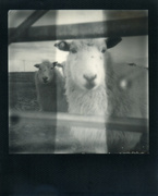 17th Feb 2013 - sheep polaroid