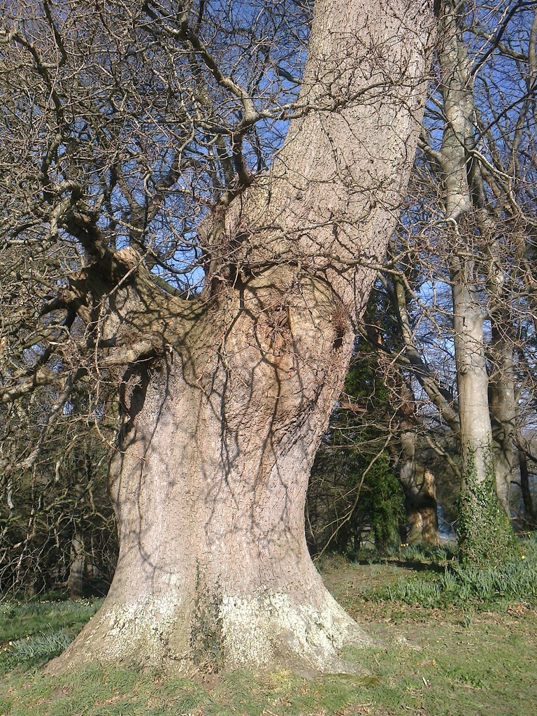 #48 Tree at Mount Edgecombe Park by denidouble