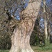 #48 Tree at Mount Edgecombe Park by denidouble