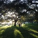 Late afternoon shadows, White Point Gardens, Charleston, SC by congaree
