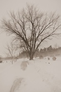 17th Feb 2013 - Whistling Graveyard Shot - Original