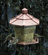 18th Feb 2013 - The Feeder Is Full