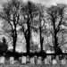 Graves & Trees by andycoleborn