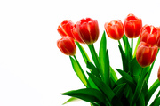 17th Feb 2013 - Tulipa