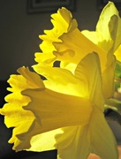 18th Feb 2013 - sunlit daffodils on our 'breakfast' (brunch) table....