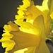 sunlit daffodils on our 'breakfast' (brunch) table.... by quietpurplehaze