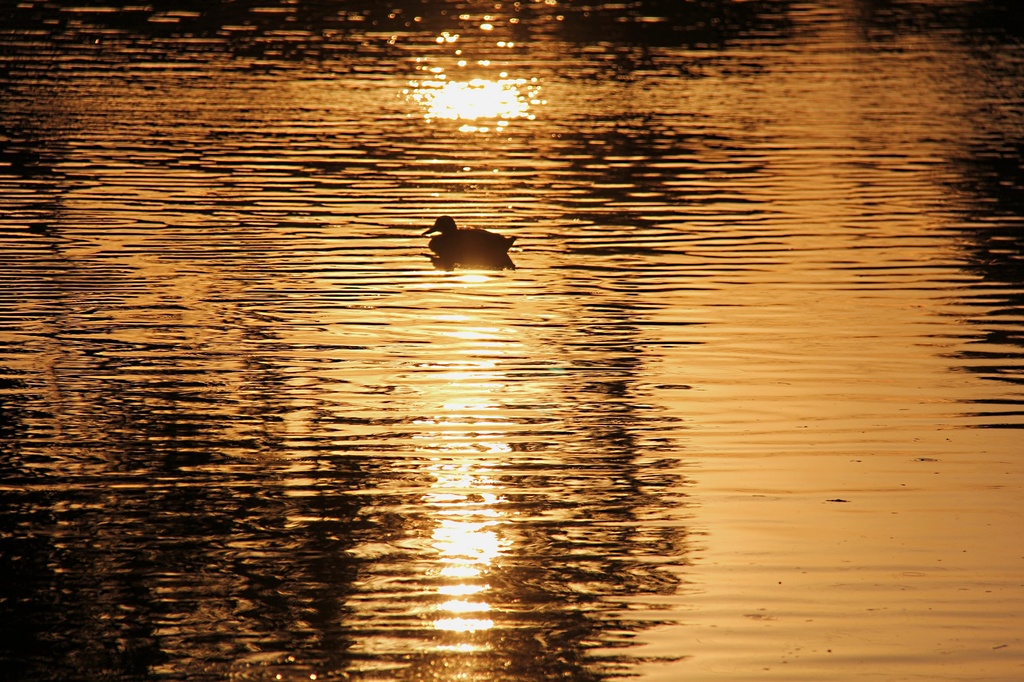 Duck on golden pond by pictureme