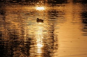 18th Feb 2013 - Duck on golden pond