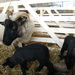 Baa baa black sheep by jeff