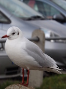 18th Feb 2013 - Seagull