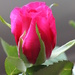 rose by mariadarby