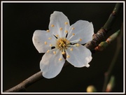 18th Feb 2013 - More blossom