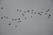 17th Feb 2013 - Pigeons