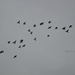 Pigeons by parisouailleurs