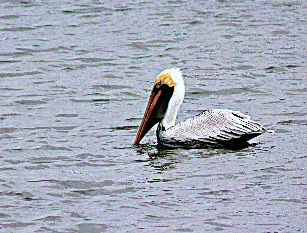 Pelican by peggysirk