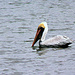 Pelican by peggysirk
