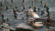 18th Feb 2013 - Okay class, it is now time to practice the duck stroke