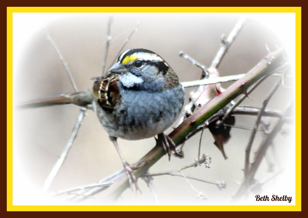 White Throated Sparrow  by vernabeth