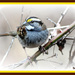White Throated Sparrow  by vernabeth
