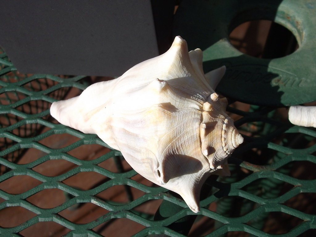 shell by brillomick