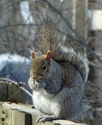 17th Feb 2013 - More squirrels....