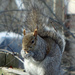 More squirrels.... by kathyo