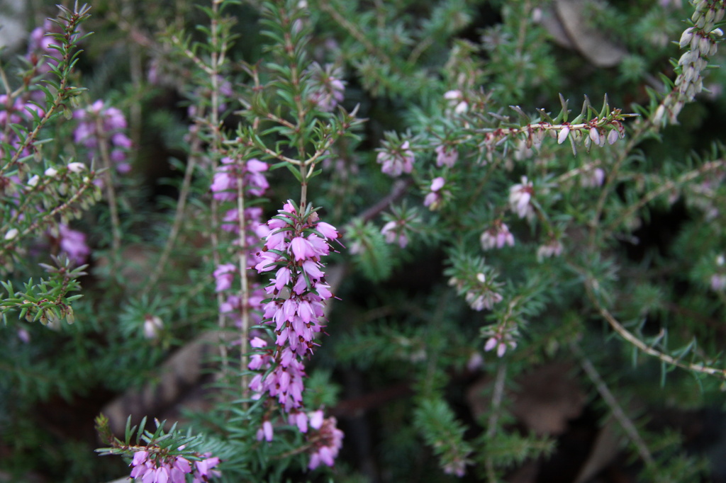Winter heather by kimmer50