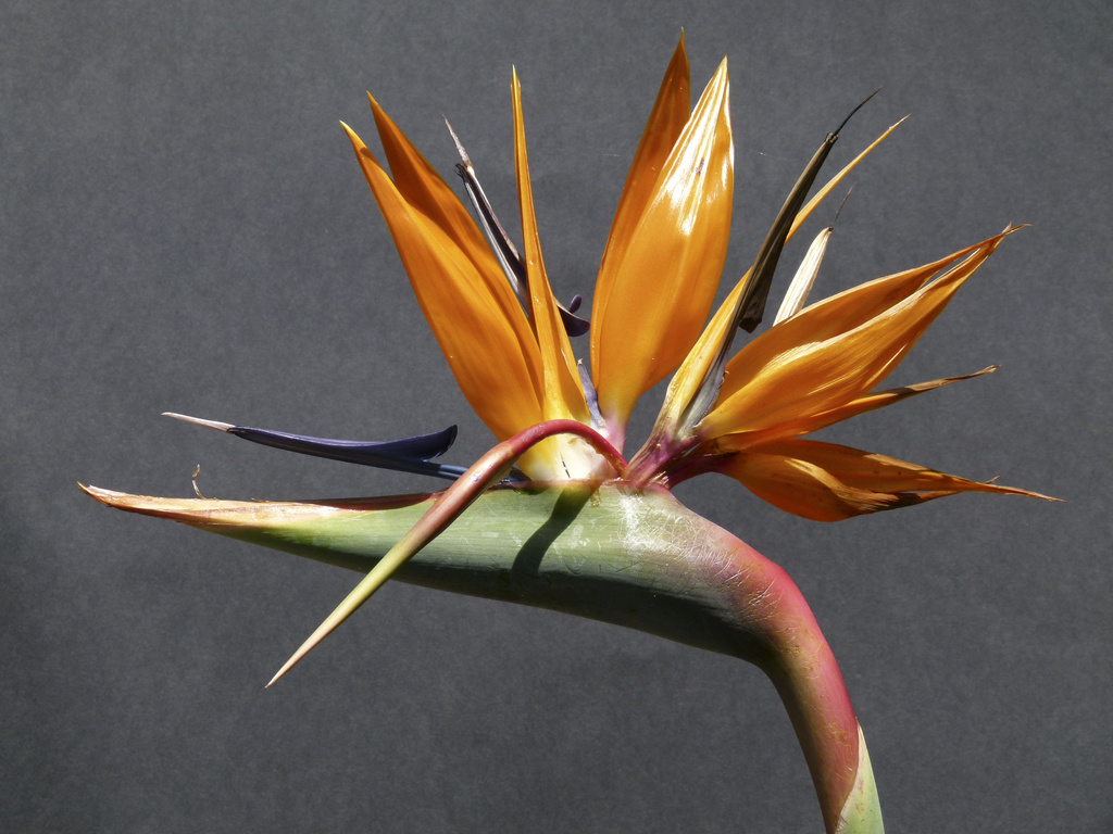 Bird of Paradise by onewing