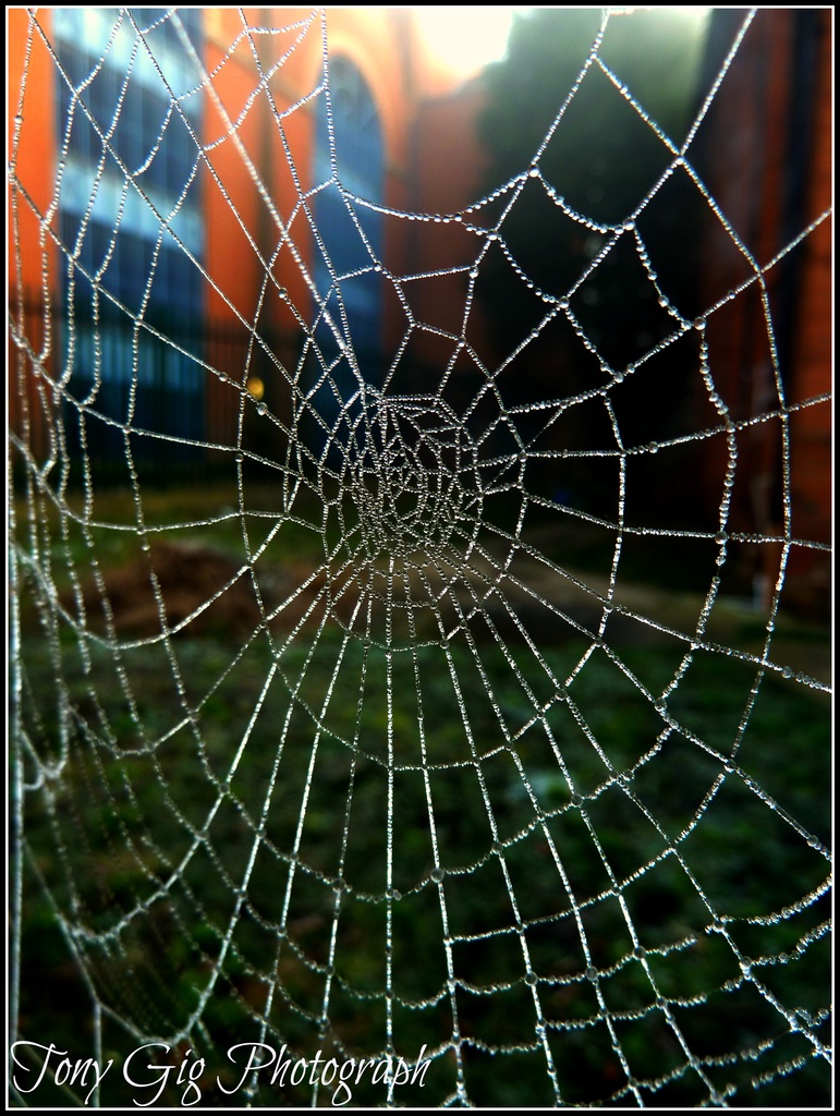 Web by tonygig