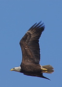 19th Feb 2013 - Another Eagle