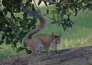 18th Feb 2013 - Curious Squirrel