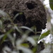 Skull nest by sugarmuser