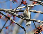 19th Feb 2013 - Will do tricks for bird seed