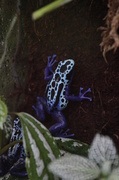 19th Feb 2013 - Tree frog