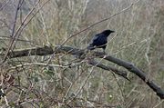 19th Feb 2013 - Crow
