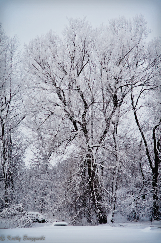 white trees framed by myhrhelper