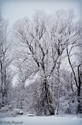 17th Feb 2013 - white trees framed