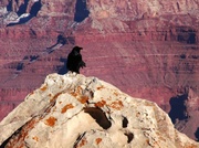 19th Feb 2013 - If a raven guide has appeared . . .