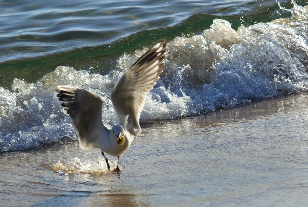 Seagull in motion by goosemanning