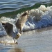 Seagull in motion by goosemanning
