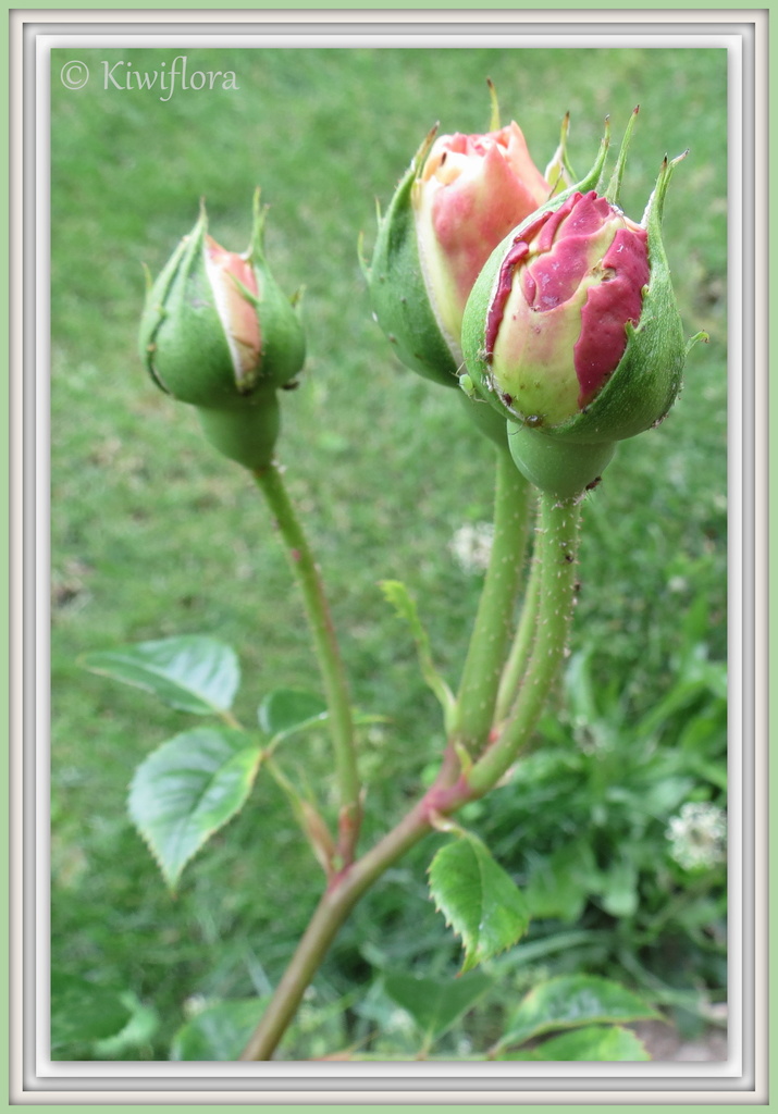 Rose (bud) 'Abraham Darby' by kiwiflora