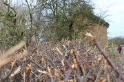 19th Feb 2013 - The old barn - a sparrow's view