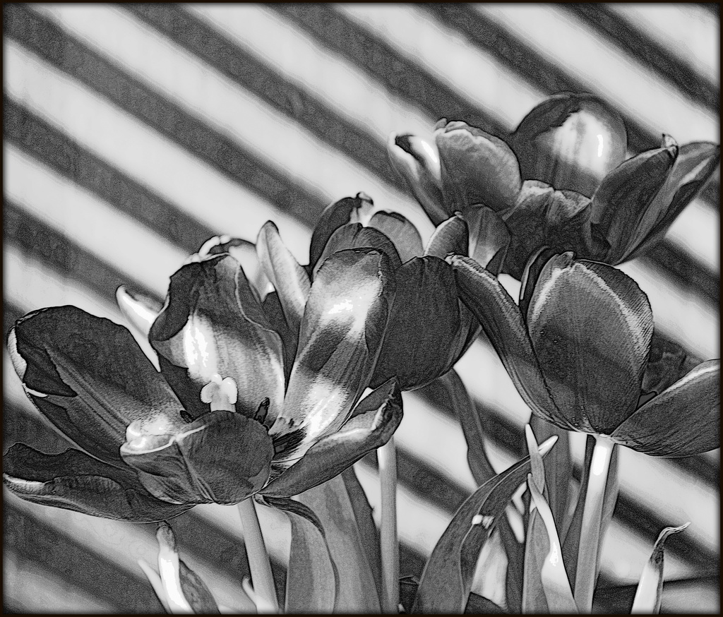 Tulips by tara11
